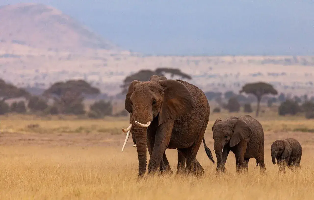 Seguro viagem para a África: o que considerar